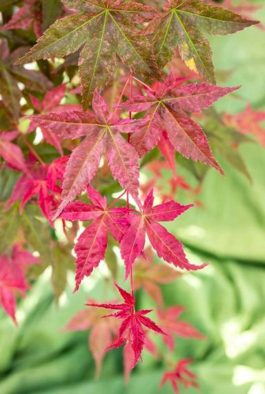 Acer palmatum beni maiko gartenpflanze