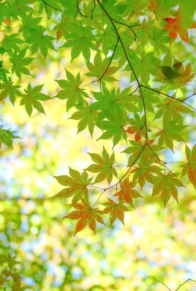 Acer palmatum bi hoo gartenpflanze 24