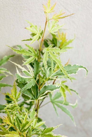 Acer palmatum butterfly gartenpflanze p10