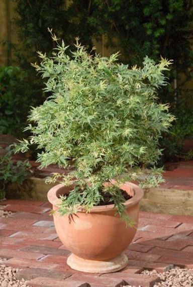Acer palmatum butterfly gartenpflanze p24