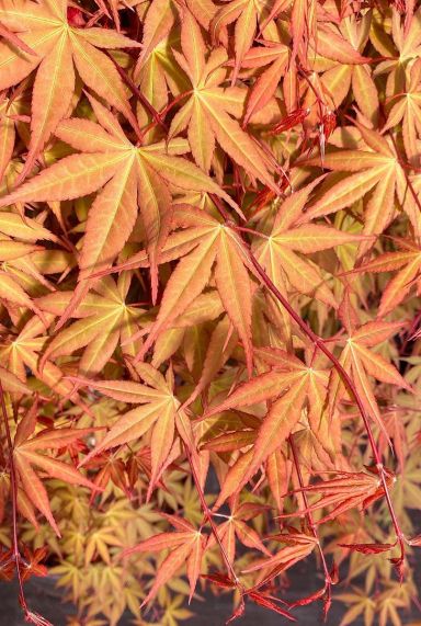 Acer palmatum cascade ruby gartenpflanze 24