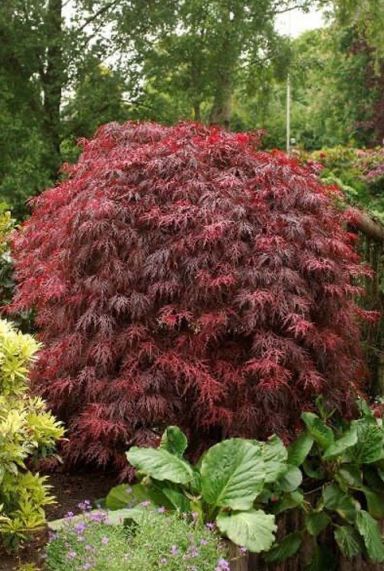 Acer palmatum garnet gartenpflanze