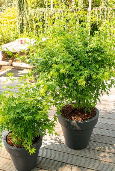 Acer palmatum going green gartenpflanze