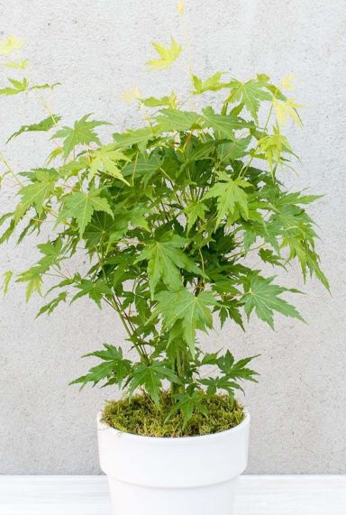 Acer palmatum going green gartenpflanze p10