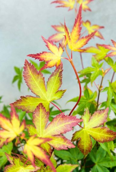 Acer palmatum little princess gartenpflanze