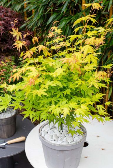 Acer palmatum orange dream gartenpflanze 19