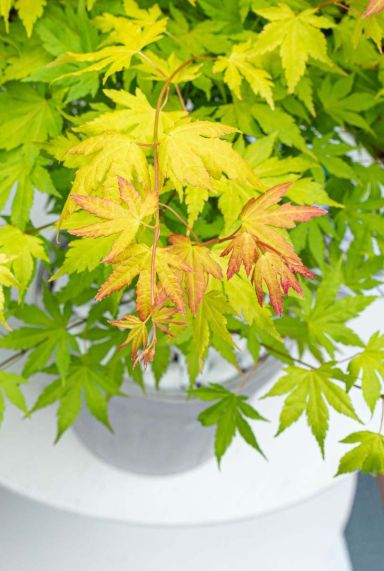 Acer palmatum orange dream gartenpflanze p10