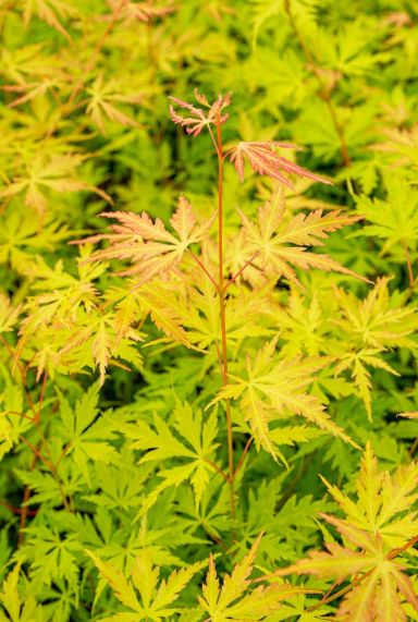 Acer palmatum orange lace gartenpflanze