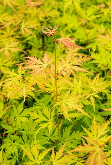 Acer palmatum orange lace gartenpflanze 1