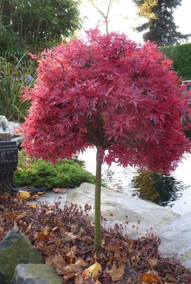 Acer palmatum shaina gartenpflanze