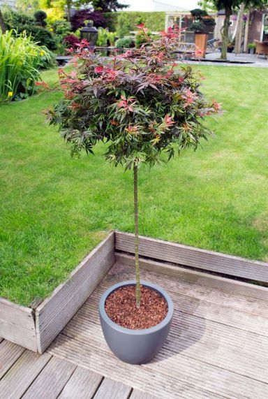 Acer palmatum shaina gartenpflanze p 19