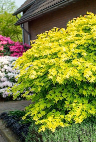 Acer shirasawanum jordan gartenpflanze p19