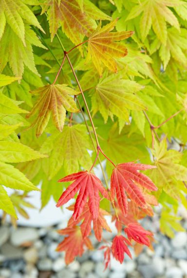 Acer shirasawanum moonrise gardenpflanze