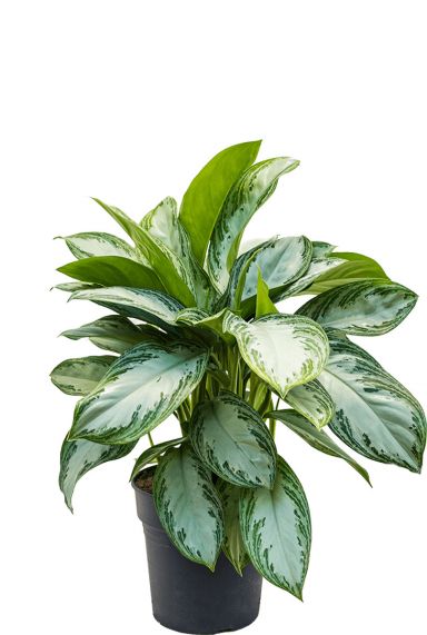 Aglaonema-silver-bay-plant
