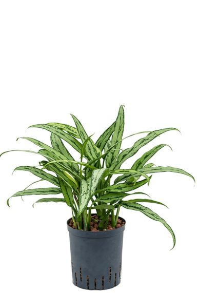 Aglaonema cutlass hydrokultur