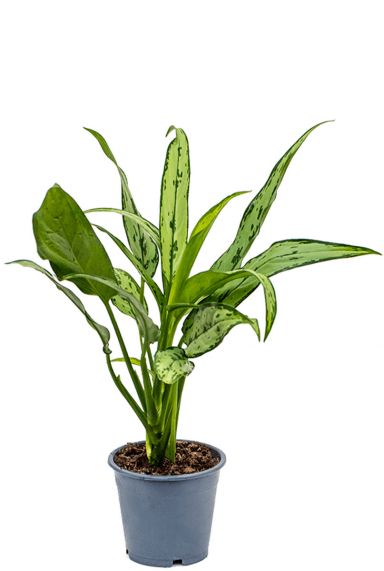 Aglaonema cutlass plant 12