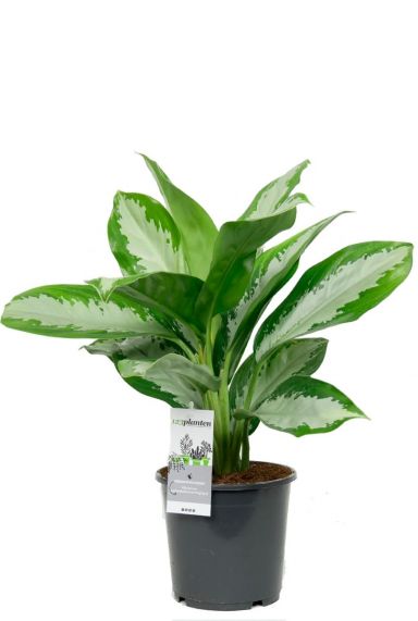 Aglaonema diamond Kolbenfaden