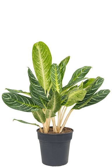 Aglaonema key lime Kolbenfaden