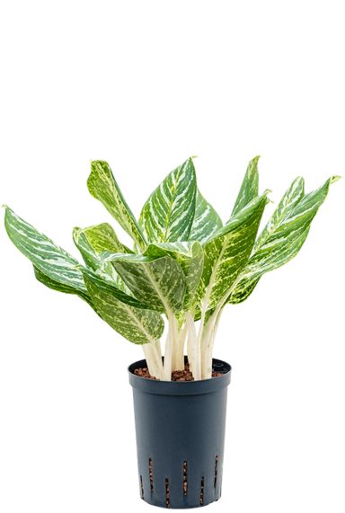 Aglaonema madonna