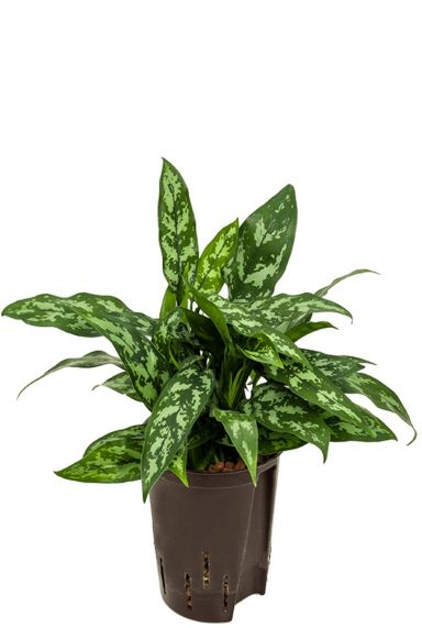 Aglaonema maria hydrokultur