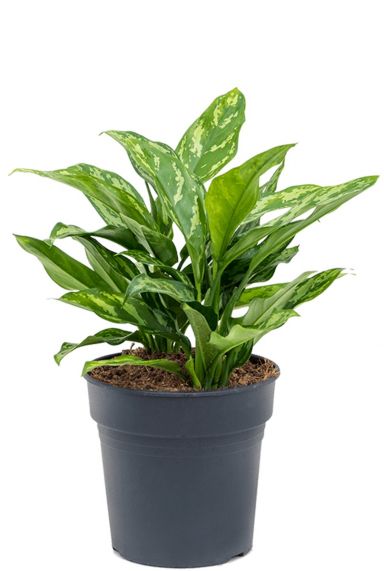 Kolbenfaden (Aglaonema) Pflege 123zimmerpflanzen
