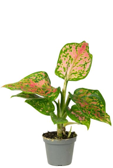 Aglaonema red valentine pflanzen