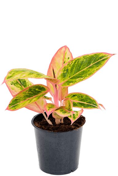 Aglaonema salmon fantasy