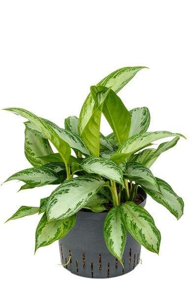 Aglaonema silver bay