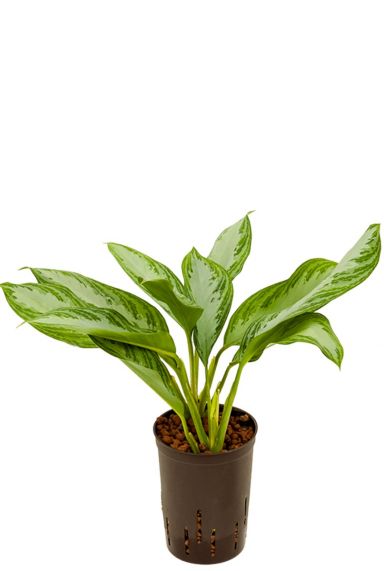 Aglaonema silver bay hydrokulturpflanze