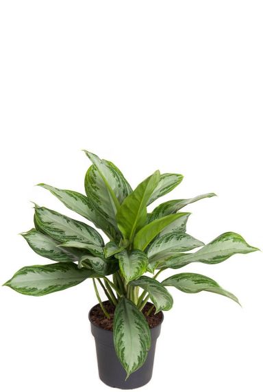 Aglaonema silver bay planten