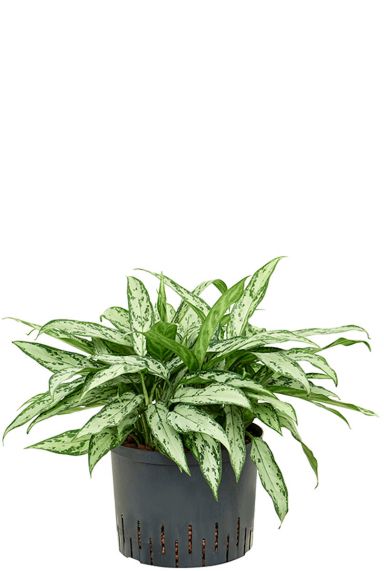 Aglaonema silver queen hydroplanten