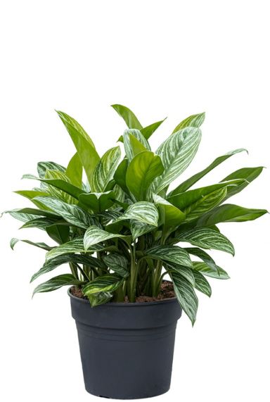 Kolbenfaden (Aglaonema) Pflege 123zimmerpflanzen