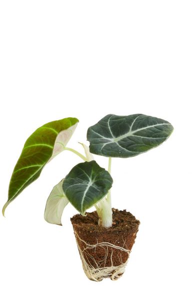 Alocasia black velvet stek