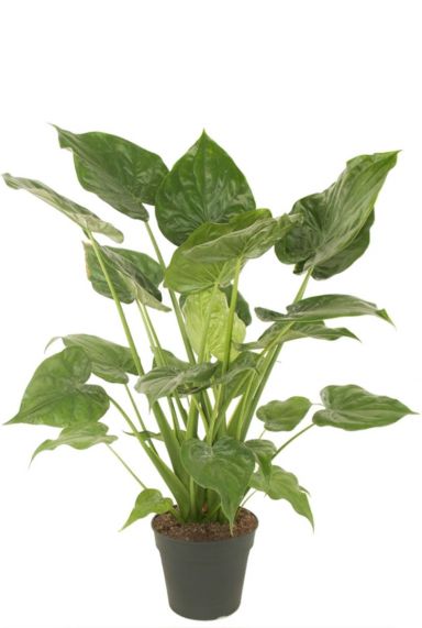 alocasia elefantenohr pflege 123zimmerpflanzen