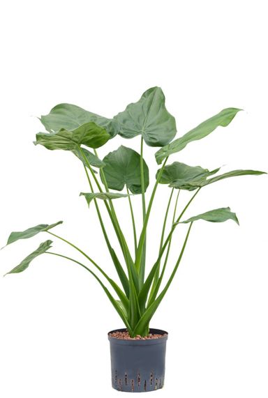 Alocasia cucullata hydrokulturpflanze