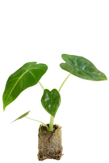 Alocasia frydek plant