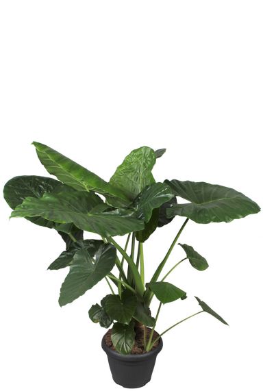Alocasia macrorrhiza am baumstamm