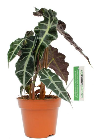 Alocasia polly - Pfeilblatt