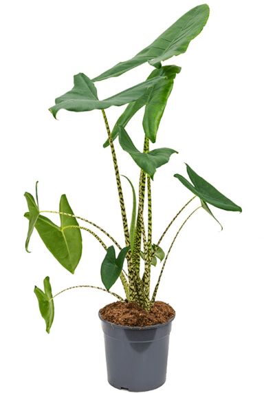 Alocasia zebrina pflanze 