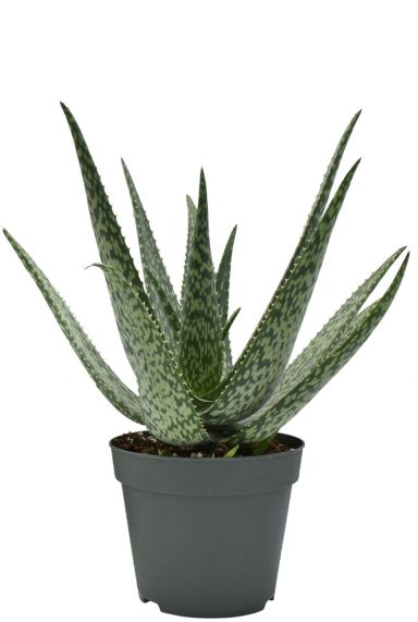 Aloe-vera-meridiaan-stippen