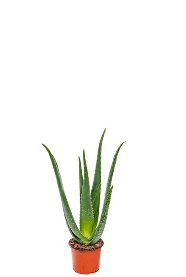 Aloe vera zimmerpflanze