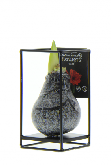 Amaryllis industrial zwart product