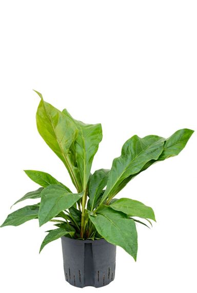 Anthurium jungle bush hydrokulturpflanze