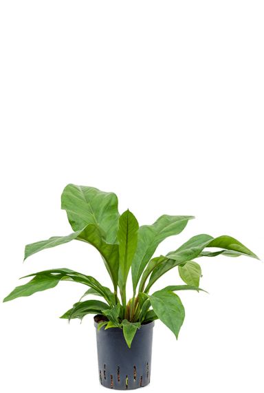 Anthurium jungle bush hydrocultuur 1