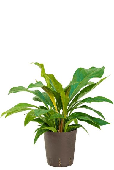 Anthurium jungle bush hydrokulturpflanze