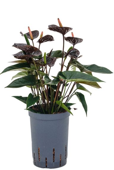 Anthurium schwarz hydroponische pflanzen