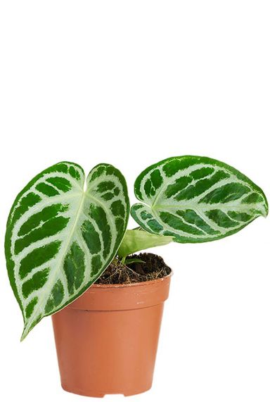 Anthurium silver blush 12