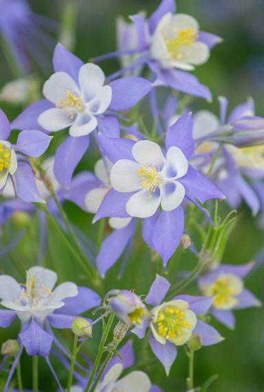 Aquilegia magic blue white gartenpflanze