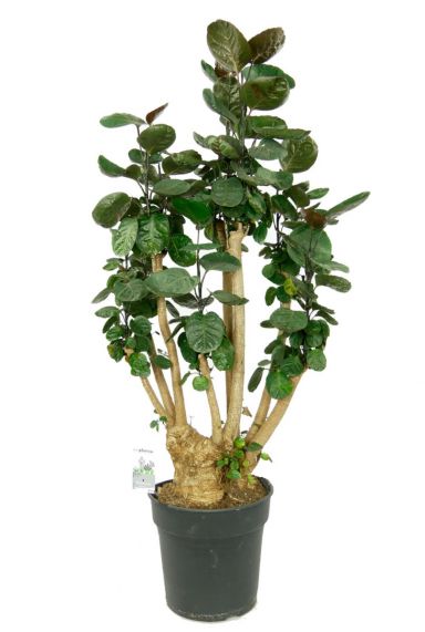 Aralia fabian kamerplant 1