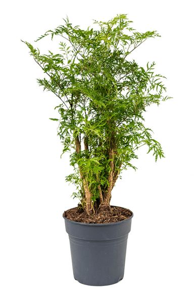 Aralia polyscias ming plant